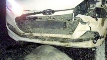 YOLA İNEN DOMUZA OTOMOBİL &Ccedil;ARPTI