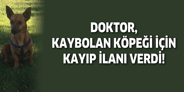 DOKTOR, KAYBOLAN K&Ouml;PEĞİ İ&Ccedil;İN KAYIP İLANI VERDİ!