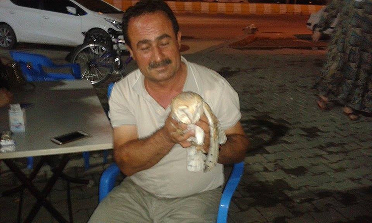 YARALI BAYKUŞ, İYİLEŞMEYİ BEKLİYOR