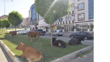 BAŞIBOŞ İNEKLER, YEŞİL ALANLARA ZARAR VERİYOR