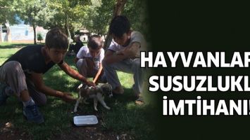HAYVANLARIN SUSUZLUKLA İMTİHANI!
