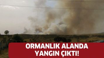 ORMANLIK ALANDA YANGIN &Ccedil;IKTI!