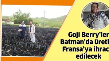 GOJİ BERRY&rsquo;LER BATMAN&rsquo;DA &Uuml;RETİLİP FRANSA&rsquo;YA İHRA&Ccedil; EDİLECEK