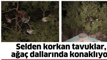 SELDEN KORKAN TAVUKLAR, AĞA&Ccedil; DALLARINDA KONAKLIYOR