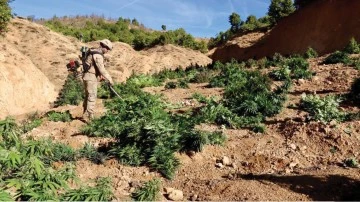 2 milyon 33 bin 815 k&ouml;k kenevir ele ge&ccedil;irildi