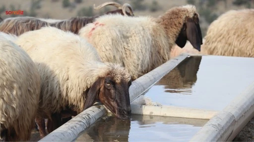 K&ouml;ylerde su yalakları yapılıyor 