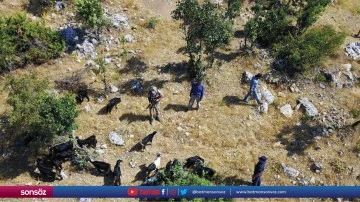 20 k&uuml;&ccedil;&uuml;kbaş hayvan dron yardımıyla bulundu