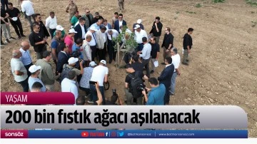 200 bin fıstık ağacı aşılanacak