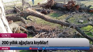200 yıllık ağa&ccedil;lara kıydılar!