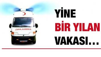 YİNE BİR YILAN VAKASI