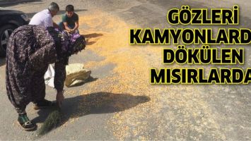 G&Ouml;ZLERİ, KAMYONLARDAN D&Ouml;K&Uuml;LEN MISIRLARDA