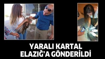 YARALI KARTAL, ELAZIĞ&rsquo;A G&Ouml;NDERİLDİ