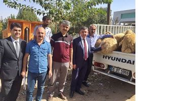 GEN&Ccedil; &Ccedil;İFT&Ccedil;İLERE 360 ADET KOYUN DAĞITILDI