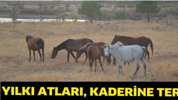 YILKI ATLARI, KADERİNE TERK&hellip;