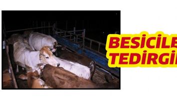BESİCİLER TEDİRGİN!