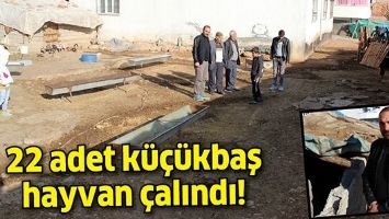 22 ADET K&Uuml;&Ccedil;&Uuml;KBAŞ HAYVAN &Ccedil;ALINDI!