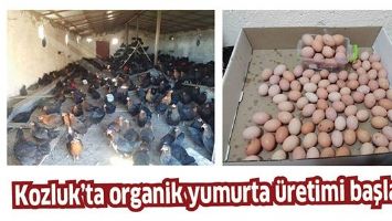 KOZLUK'TA ORGANİK YUMURTA &Uuml;RETİMİ BAŞLADI