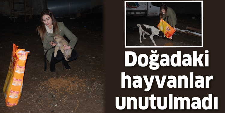 DOĞADAKİ HAYVANLAR UNUTULMADI