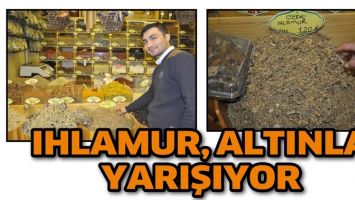 IHLAMUR, ALTINLA YARIŞIYOR