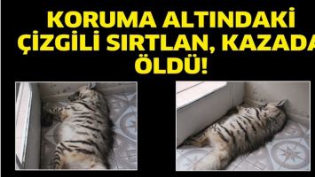 KORUMA ALTINDAKİ &Ccedil;İZGİLİ SIRTLAN, KAZADA &Ouml;LD&Uuml;!