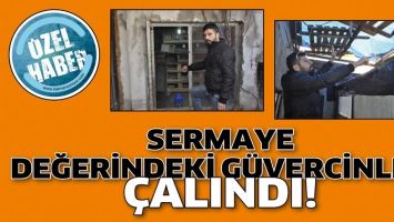SERMAYE DEĞERİNDEKİ G&Uuml;VERCİNLER &Ccedil;ALINDI!