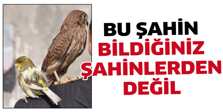 BU ŞAHİN, BİLDİĞİNİZ ŞAHİNLERDEN DEĞİL