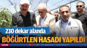 230 dekar alanda b&ouml;ğ&uuml;rtlen hasadı yapıldı