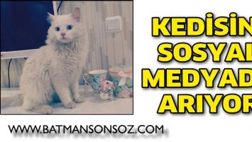 KEDİSİNİ, SOSYAL MEDYADA ARIYOR