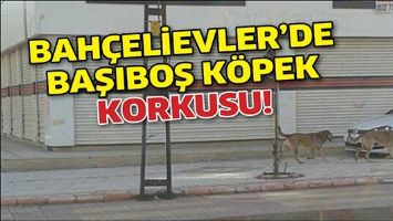 BAH&Ccedil;ELİEVLER&rsquo;DE BAŞIBOŞ K&Ouml;PEK KORKUSU!