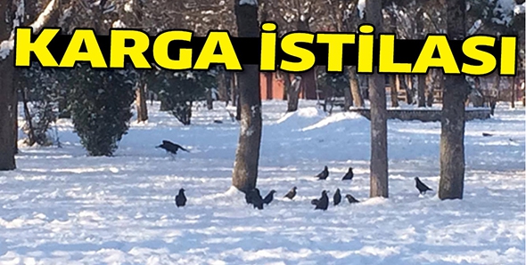 KARGA İSTİLASI