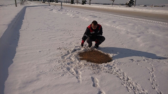 SOKAK HAYVANLARINA YEM VE SU TAKVİYESİ