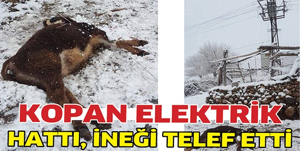 KOPAN ELEKTRİK HATTI, İNEĞİ TELEF ETTİ