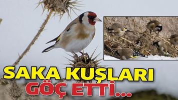 SAKA KUŞLARI G&Ouml;&Ccedil; ETTİ...