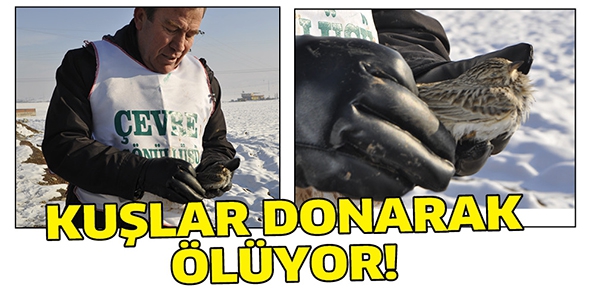 KUŞLAR DONARAK &Ouml;L&Uuml;YOR!