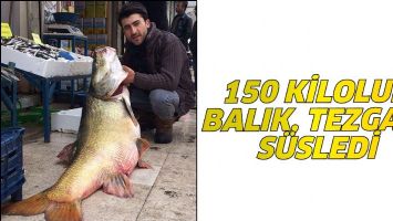150 KİLOLUK BALIK, TEZGAHI S&Uuml;SLEDİ