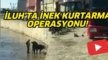 İLUH&rsquo;TA İNEK KURTARMA OPERASYONU!