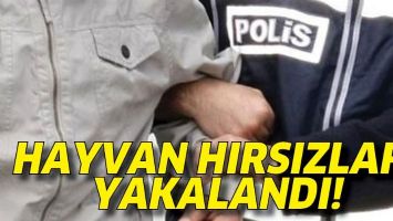 HAYVAN HIRSIZLARI YAKALANDI!