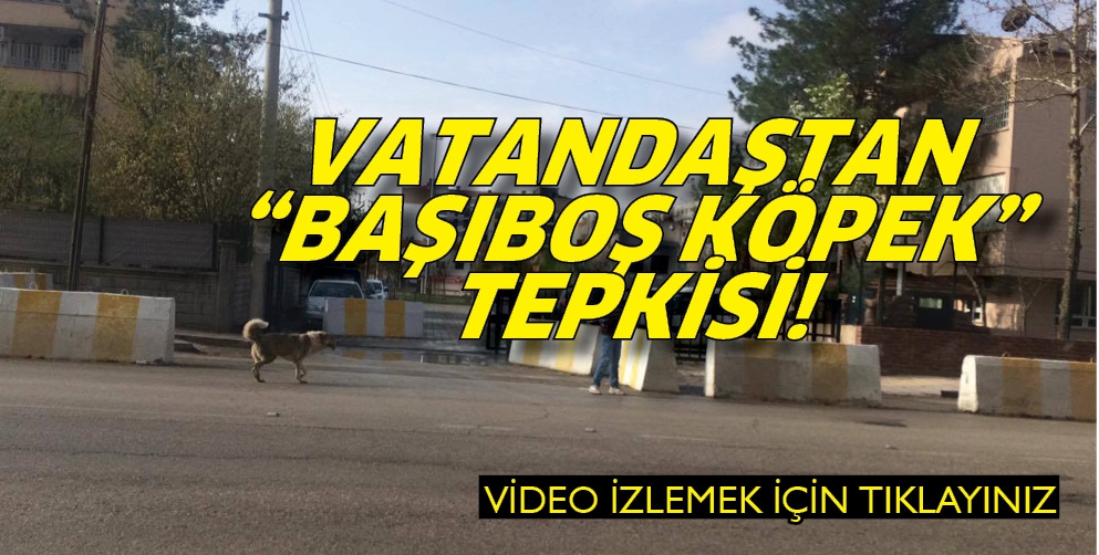 VATANDAŞTAN &ldquo;BAŞIBOŞ K&Ouml;PEK&rdquo; TEPKİSİ!
