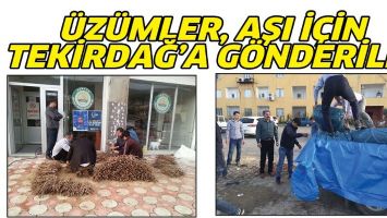 &Uuml;Z&Uuml;MLER, AŞI İ&Ccedil;İN TEKİRDAĞ&rsquo;A G&Ouml;NDERİLDİ
