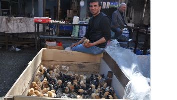 CİVCİVLER, FOTOĞRAFLARI S&Uuml;SL&Uuml;YOR