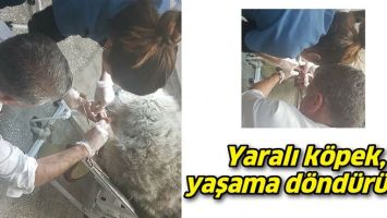 YARALI K&Ouml;PEK, YAŞAMA D&Ouml;ND&Uuml;R&Uuml;LD&Uuml;