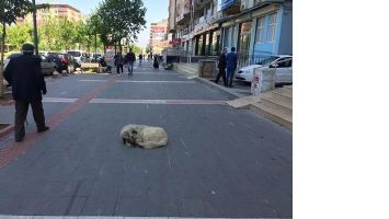 BAŞIBOŞ K&Ouml;PEKLER HER YERDE!