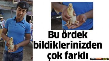 BU &Ouml;RDEK BİLDİKLERİNİZDEN &Ccedil;OK FARKLI