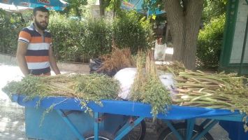 YAYLA MUZU VE KENGERLER BU TABLADA