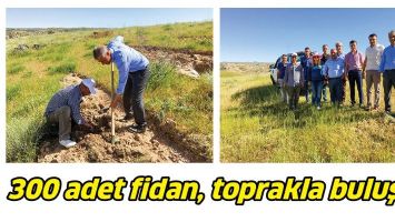 300 ADET FİDAN, TOPRAKLA BULUŞTU