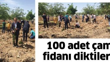 100 ADET &Ccedil;AM FİDANI DİKTİLER&hellip;