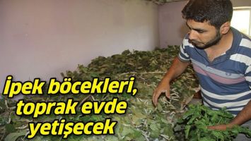 İPEK B&Ouml;CEKLERİ, TOPRAK EVDE YETİŞECEK