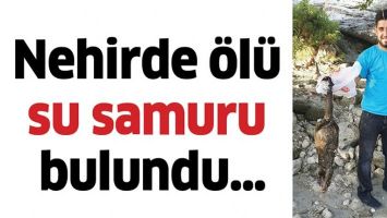 NEHİRDE &Ouml;L&Uuml; SU SAMURU BULUNDU&hellip;