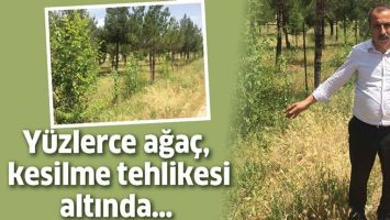 Y&Uuml;ZLERCE AĞA&Ccedil;, KESİLME TEHLİKESİ ALTINDA&hellip;