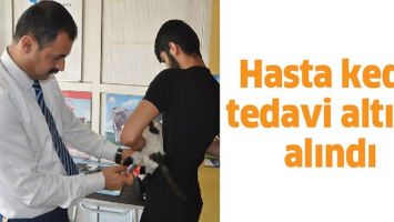HASTA KEDİ, TEDAVİ ALTINA ALINDI